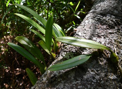 Bulbophyllum longiflorum observed 2025-11-12