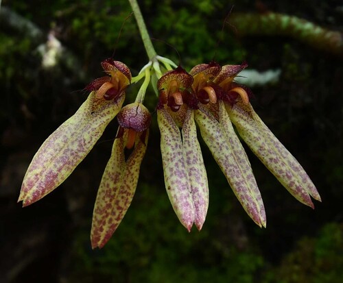 Bulbophyllum longiflorum observed 2025-11-12