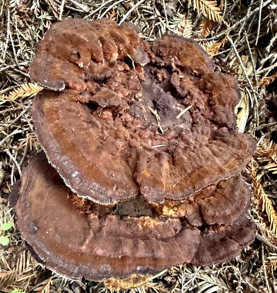 Phaeolus hispidoides · November 2025 · photo: © hllrnnr (iNaturalist, cc0)