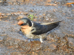 Hirundo domicola