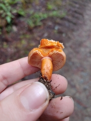 Lactarius aestivus