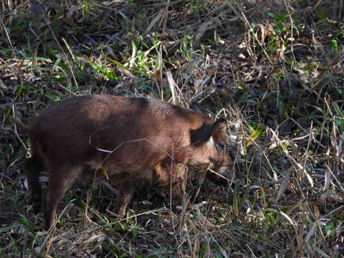 Wild Boar