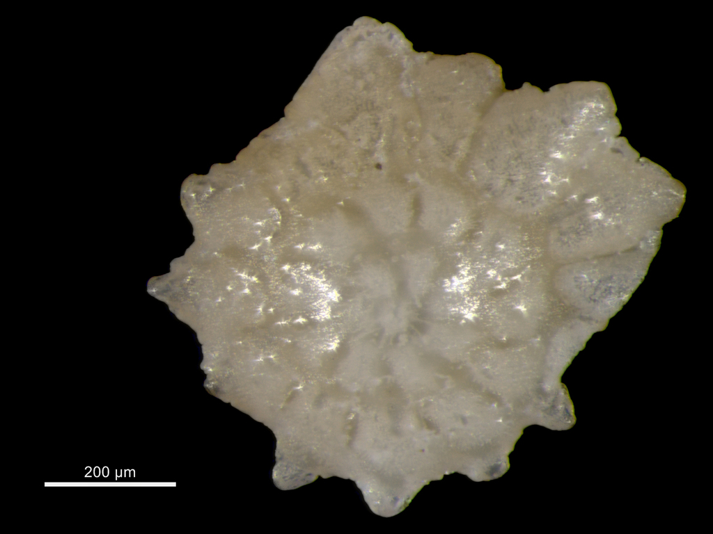 Neorotalia