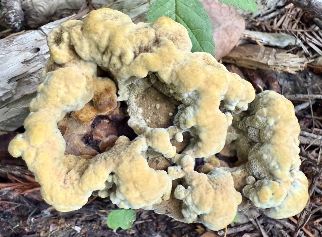 Phaeolus hispidoides · November 2025 · photo: © hllrnnr (iNaturalist, cc0)