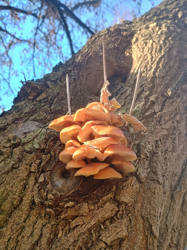 Flammulina · November 2025 · photo: © yavien (iNaturalist, cc-by)