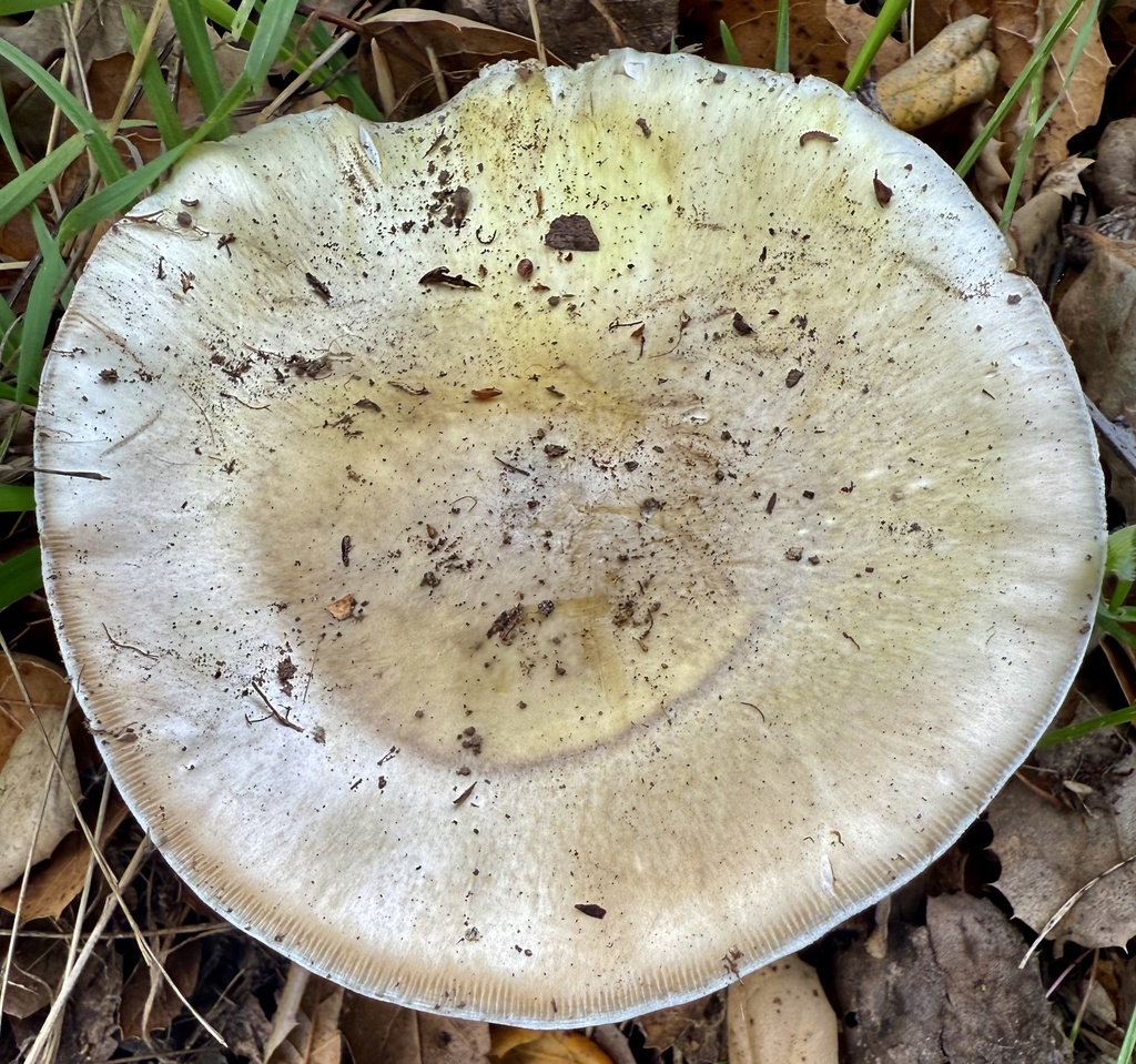 Amanita phalloides · November 2025 · photo: © hllrnnr (iNaturalist, cc0)