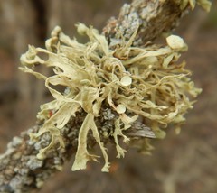 Ramalina glaucescens