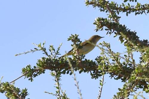 Zarcero pálido (Iduna pallida)