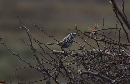 Fasciated Wren (Campylorhynchus fasciatus), photo 7