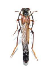 Necydalis major