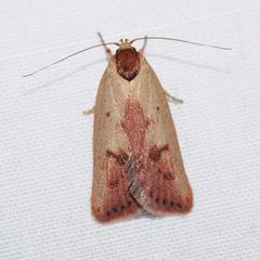 Ageletha