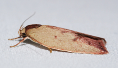 Ageletha