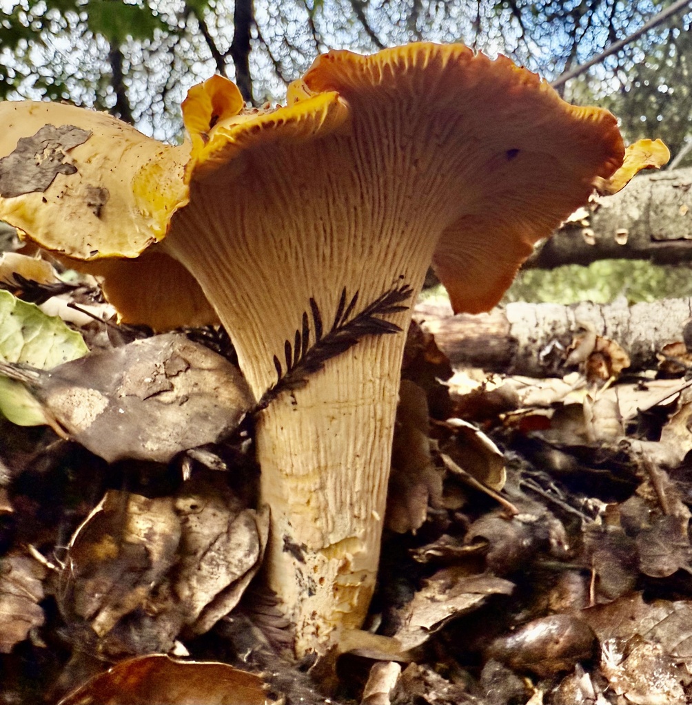 Cantharellus californicus · November 2025 · photo: © hllrnnr (iNaturalist, cc0)