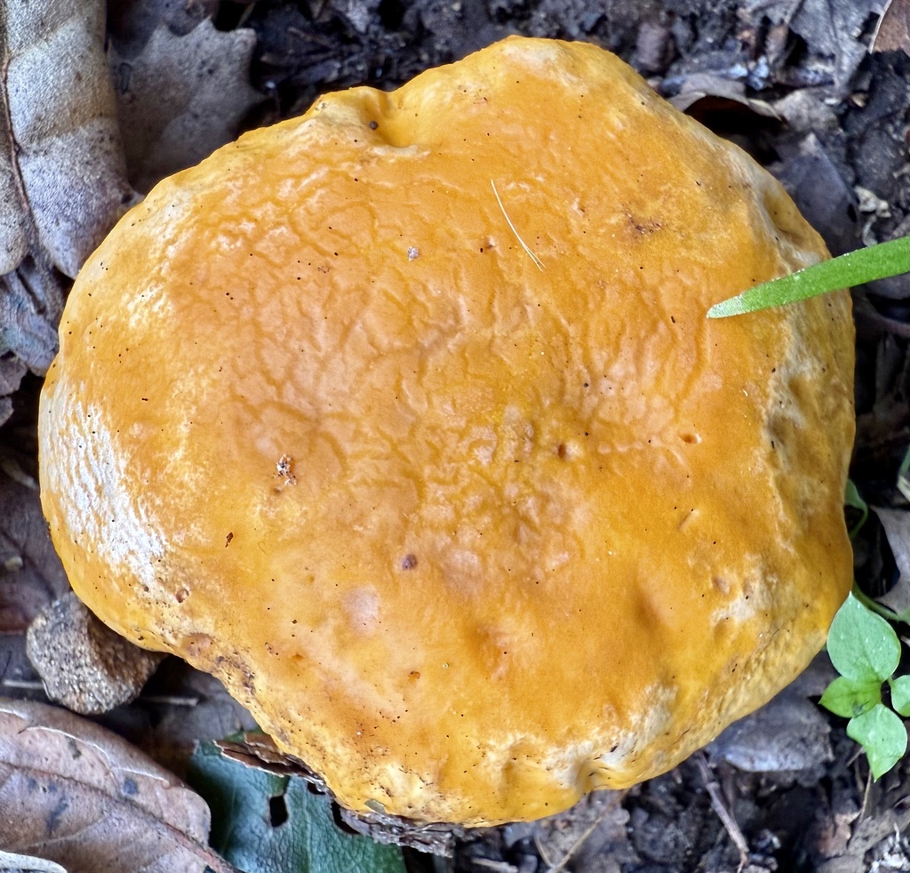 Cantharellus californicus · November 2025 · photo: © hllrnnr (iNaturalist, cc0)