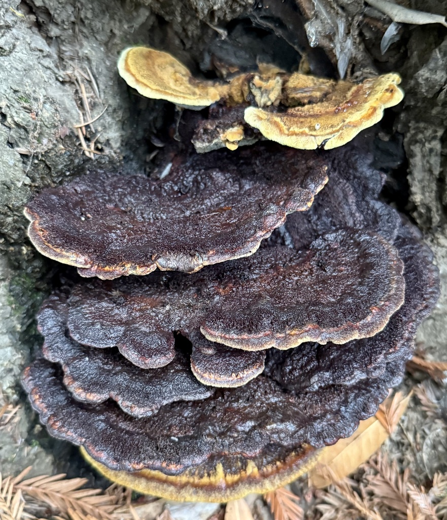 Phaeolus hispidoides · November 2025 · photo: © hllrnnr (iNaturalist, cc0)