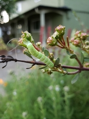Orthosia hibisci