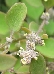 Chenopodium allanii