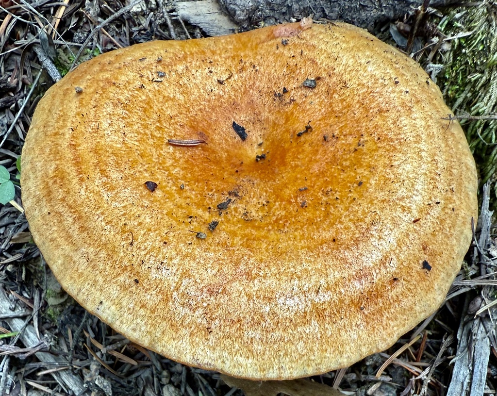 Lactarius rubrilacteus · November 2025 · photo: © hllrnnr (iNaturalist, cc0)