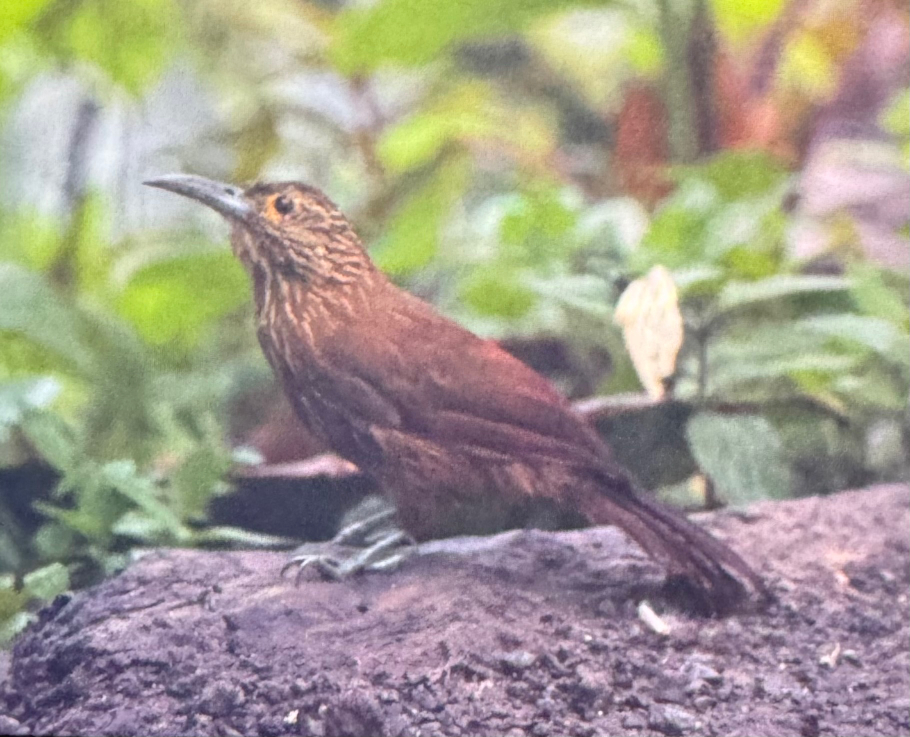 Strong-billed Woodcreeper (Xiphocolaptes promeropirhynchus), photo 5