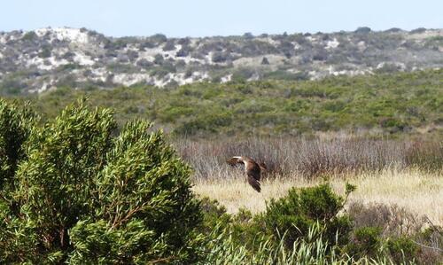 iNaturalist: (c) MSTour, some rights reserved (CC BY-NC), uploaded by MSTour iNaturalist image