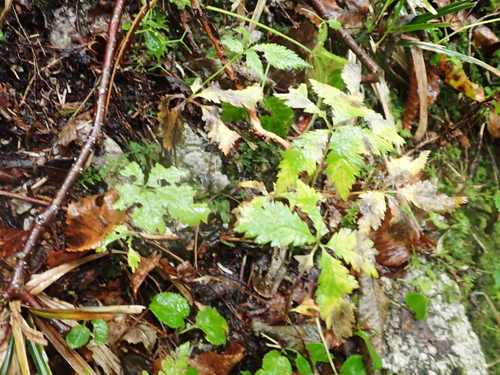 Rubus ikenoensis iNat (1)
