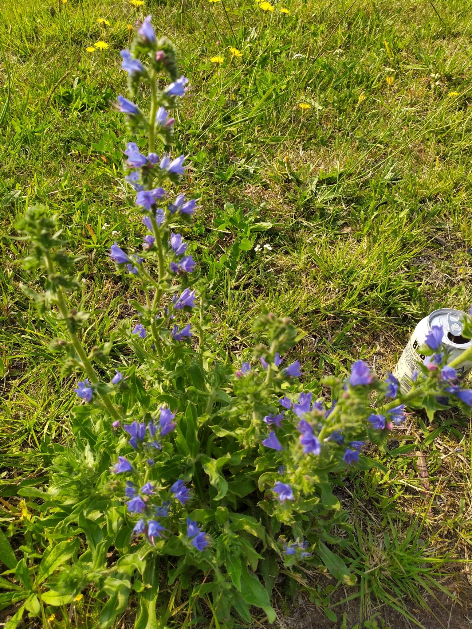 Echium vulgare vulgare
