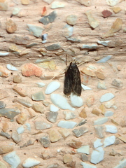 Torodora