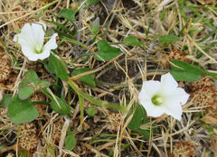 Convolvulus waitaha