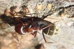 Camponotus vestitus