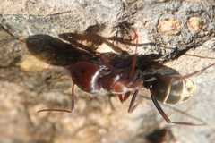 Camponotus vestitus