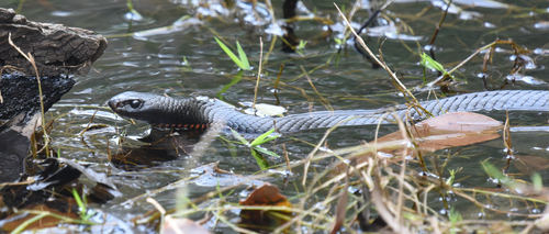 Red-bellied Black Snake sighting