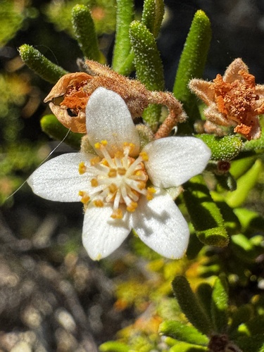 Ricinocarpos bowmanii observed 2025-10-21