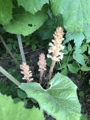 Orobanche flava