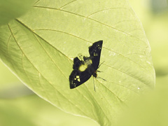 Gerosis celebica