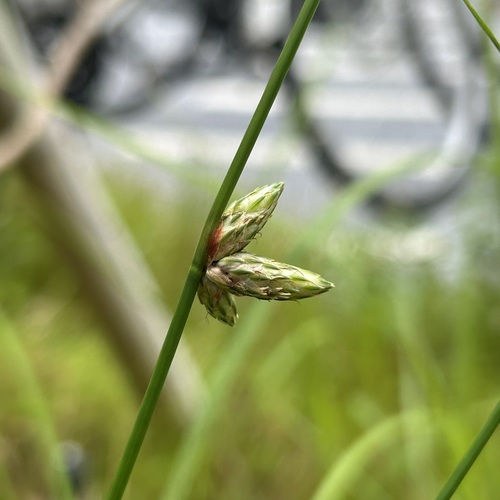 Schoenoplectus juncoides iNat (3)