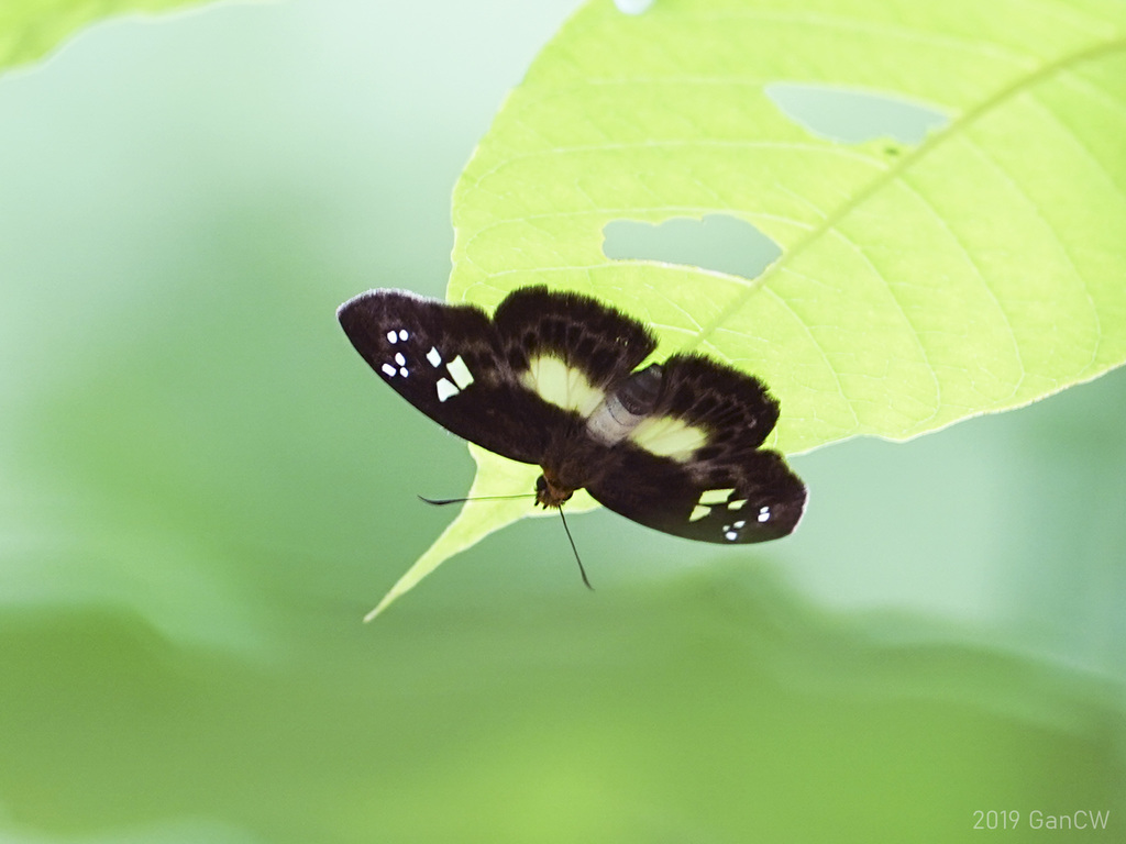 Gerosis celebica