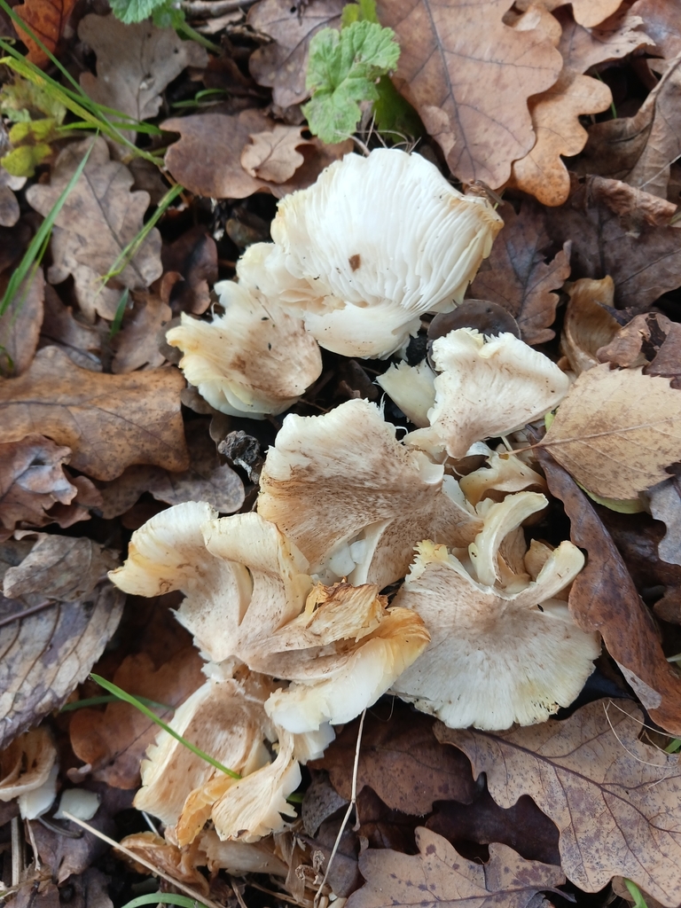 Tricholoma scalpturatum · November 2025 · photo: © mangoblatt (iNaturalist, cc0)