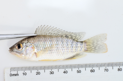 Oreochromis leucostictus