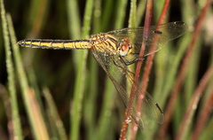 Trithemis dorsalis