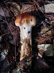 Cortinarius mucosus
