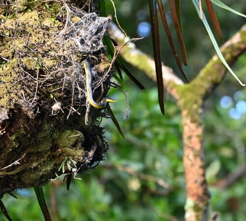 Common Tree Snake sighting