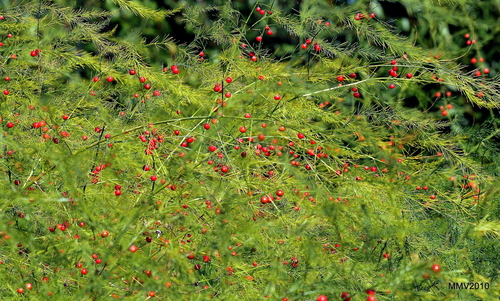 Vaistinis Smidras nuotrauka