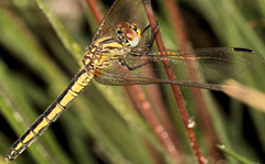 Trithemis dorsalis