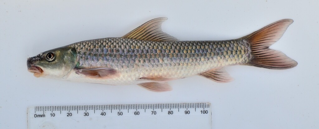 Ningu (Labeo victorianus) — Cyprinidae