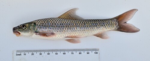 Ningu (Labeo victorianus) — Cyprinidae