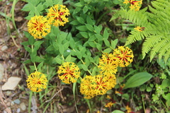 Stellera chamaejasme