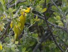 Chlorodrepanis virens wilsoni