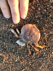Polybius henslowii