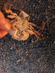 Polybius henslowii