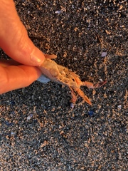 Polybius henslowii